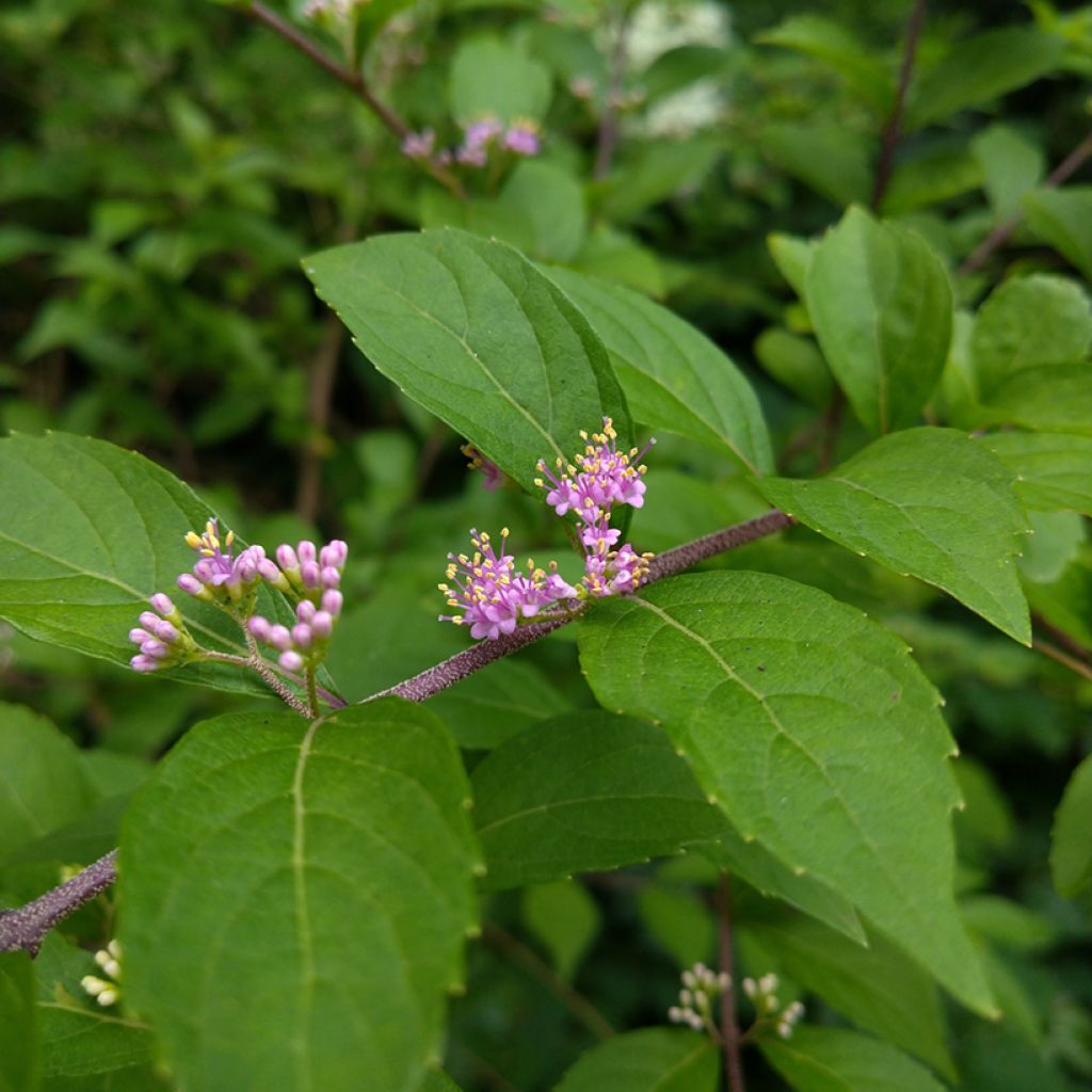 Callicarpa japonica