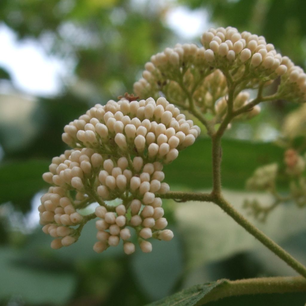 Callicarpa japonica Leucocarpa