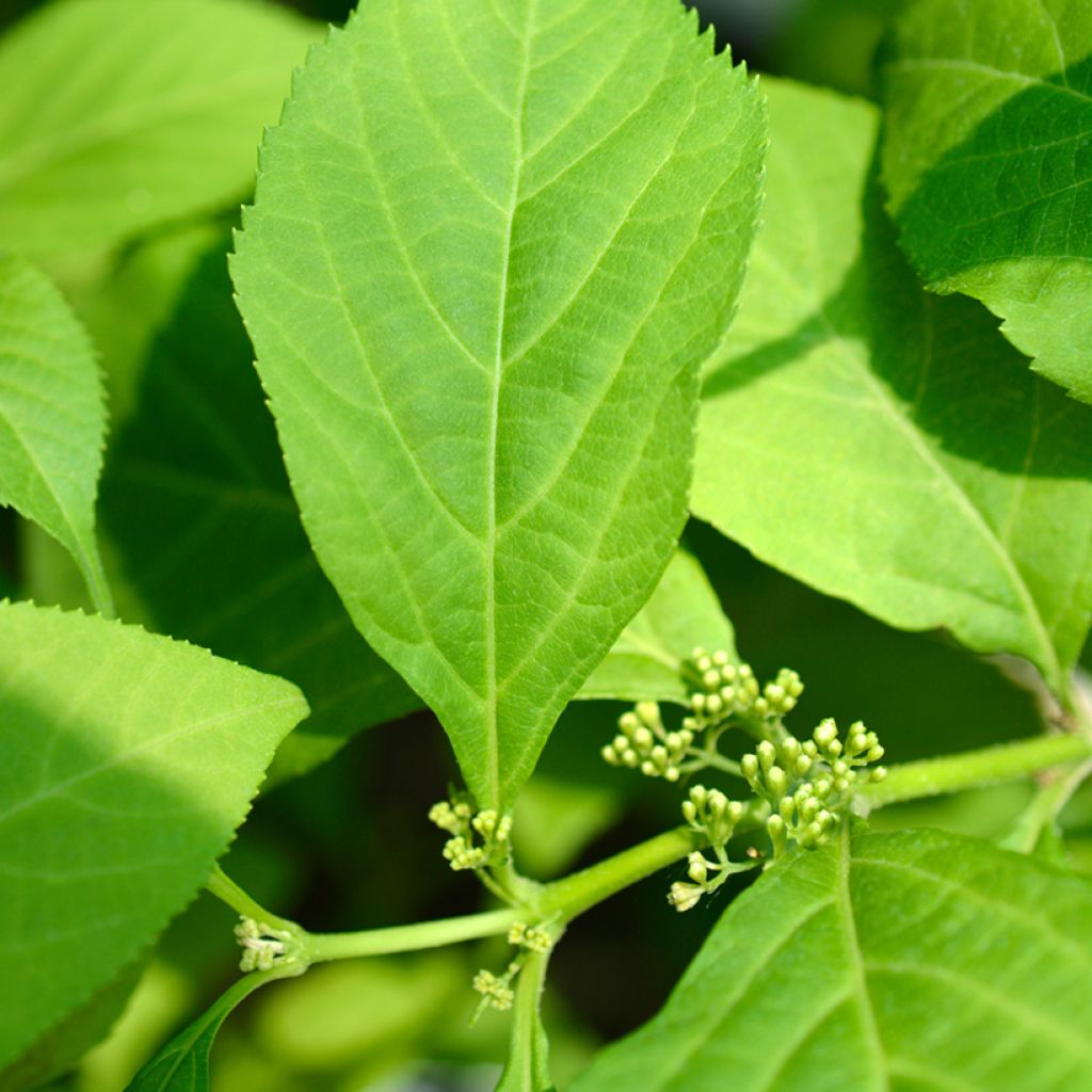 Callicarpa japonica Leucocarpa