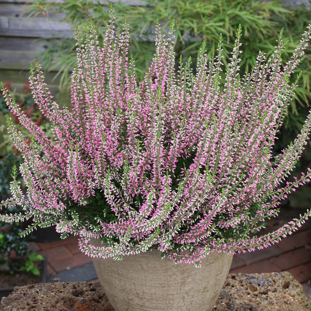 Calluna vulgaris Garden Girls Angie - Brecina