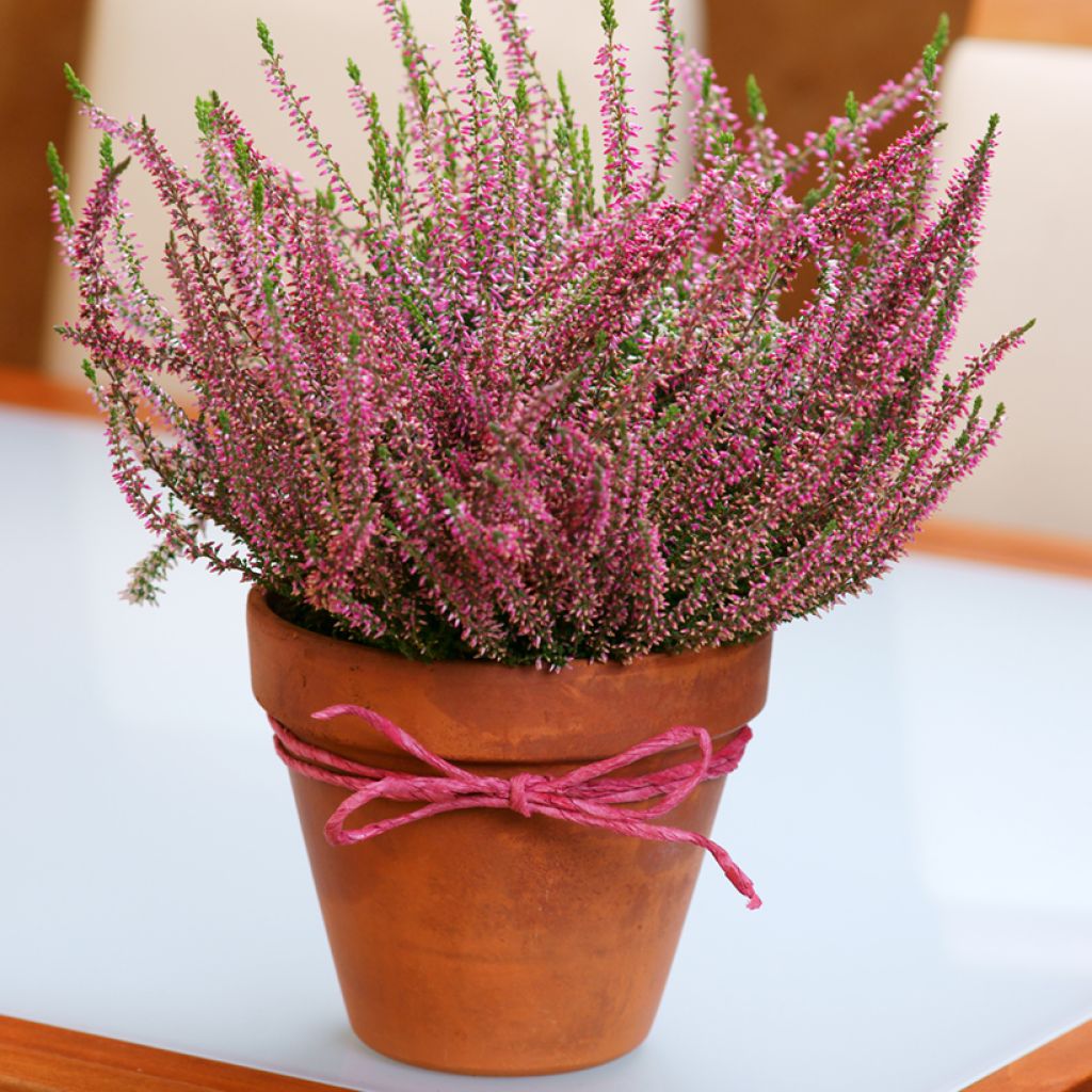 Calluna vulgaris Garden Girls Angie - Brecina