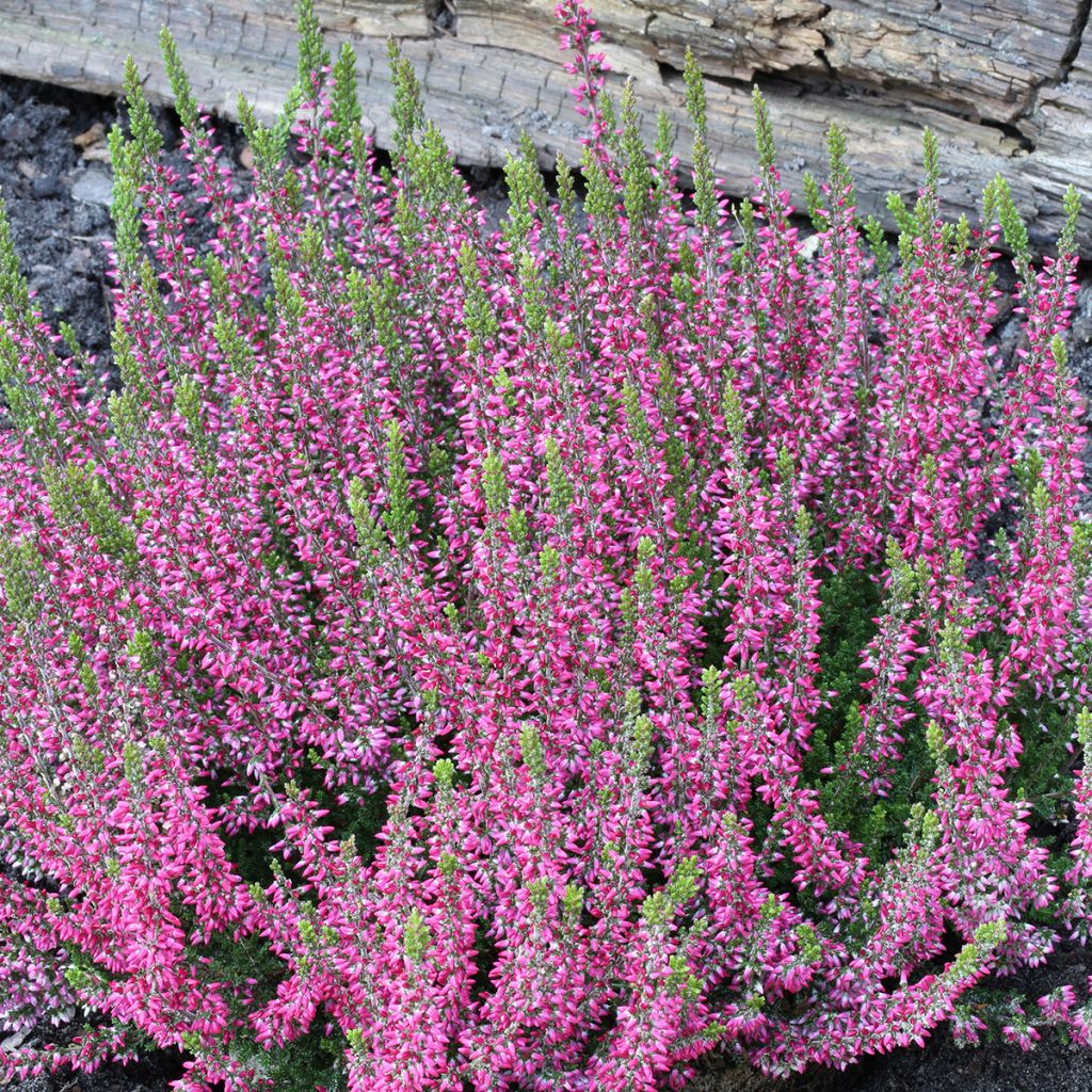 Calluna vulgaris Garden Girls Athene - Brecina