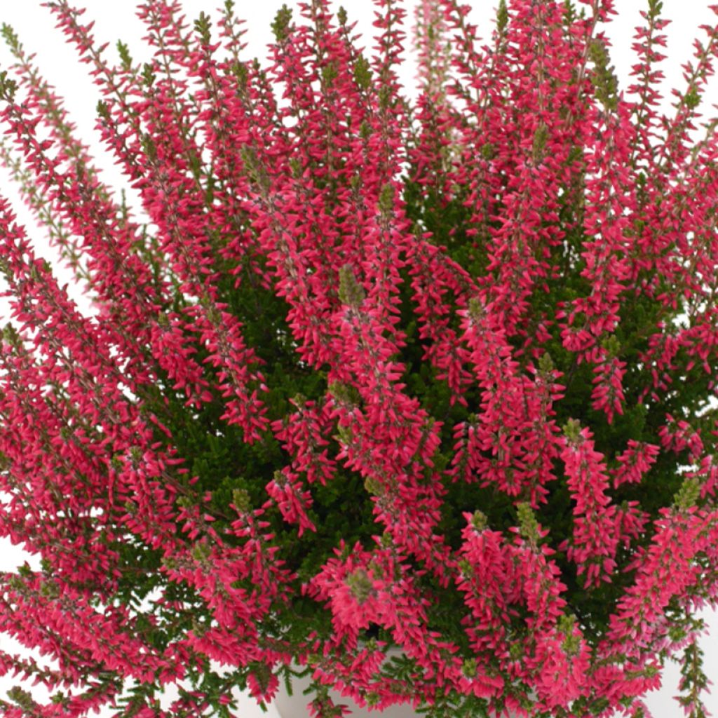 Calluna vulgaris Garden Girls Franca - Brecina