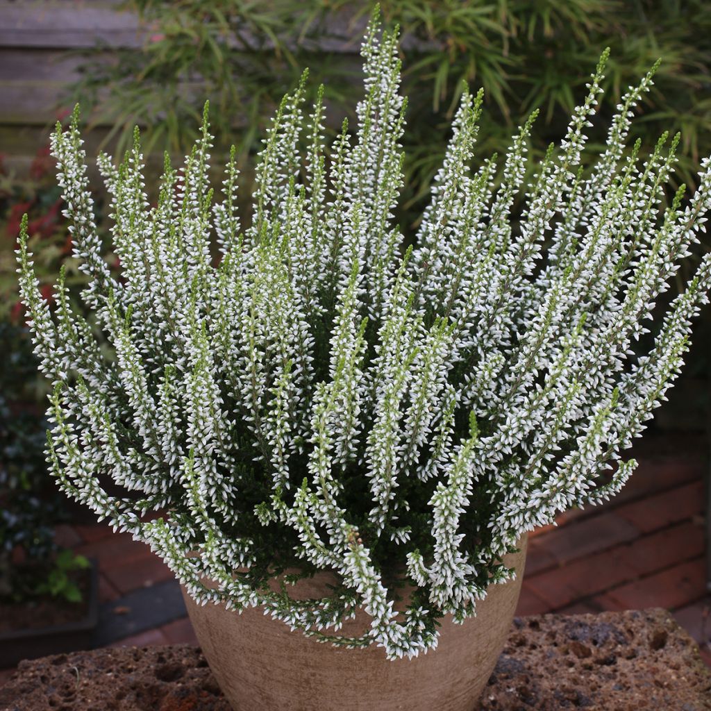 Calluna vulgaris Garden Girls Helena - Brecina