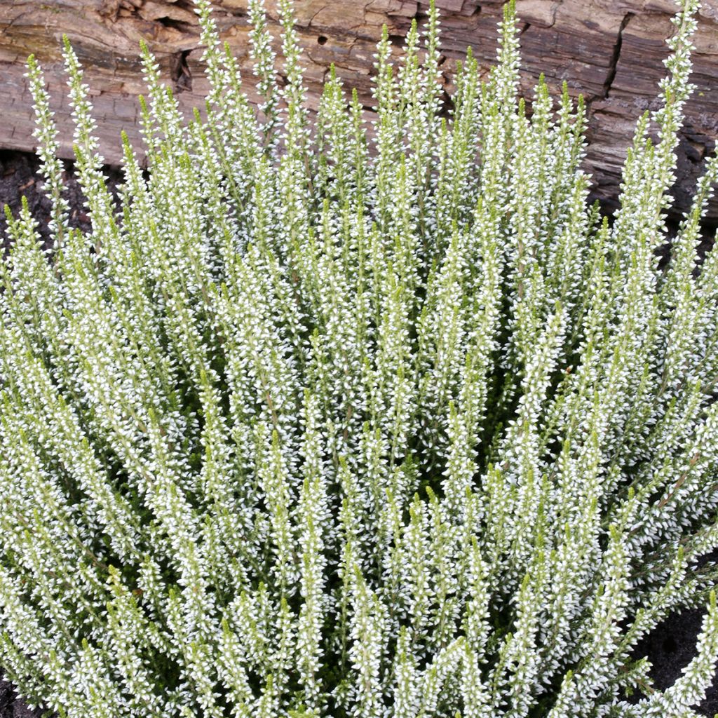 Calluna vulgaris Garden Girls Helena - Brecina