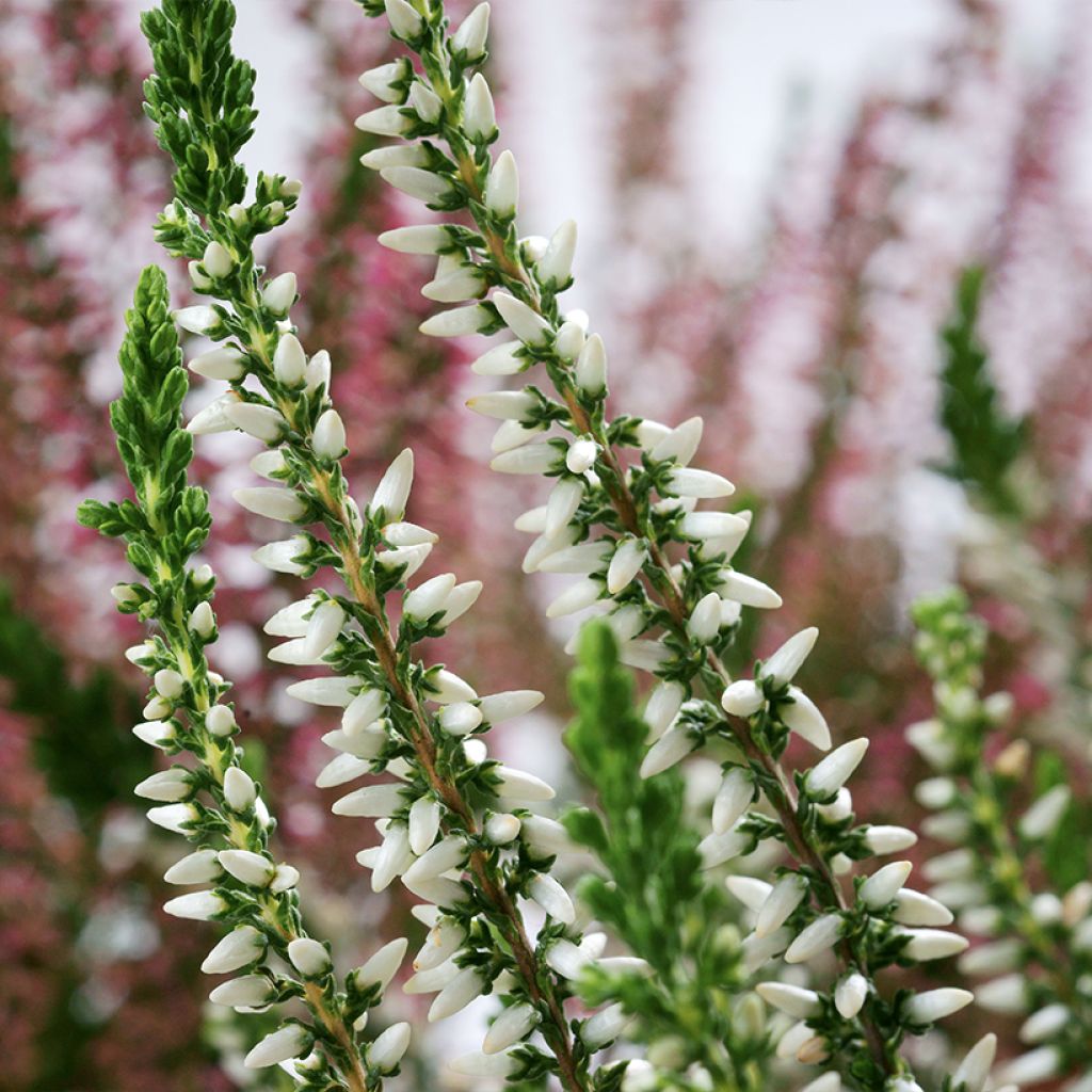 Calluna vulgaris Garden Girls Helena - Brecina