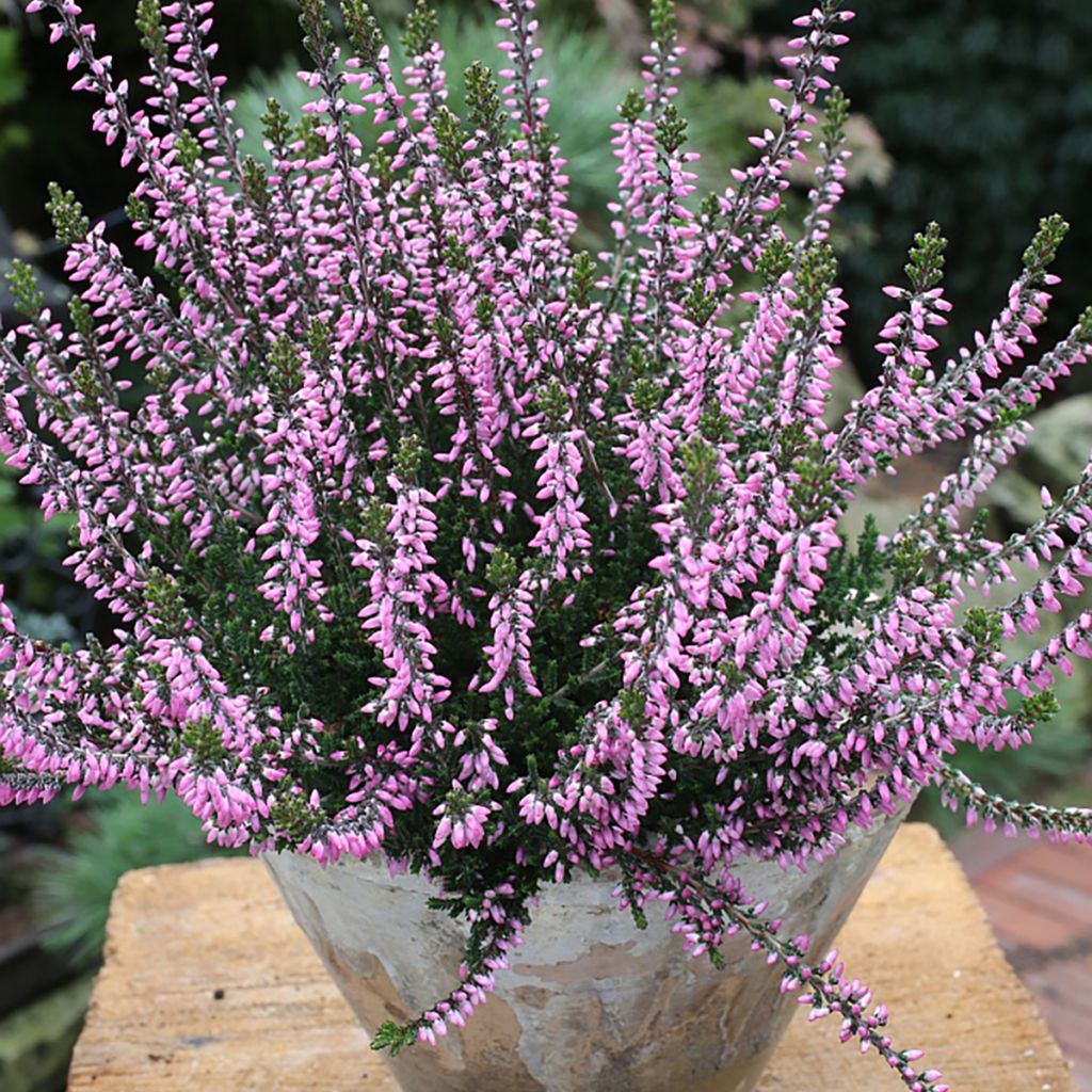 Calluna vulgaris Garden Girls Lena - Brecina