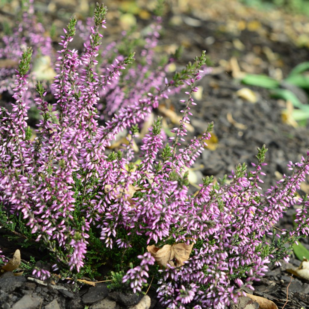 Calluna vulgaris Garden Girls Lena - Brecina