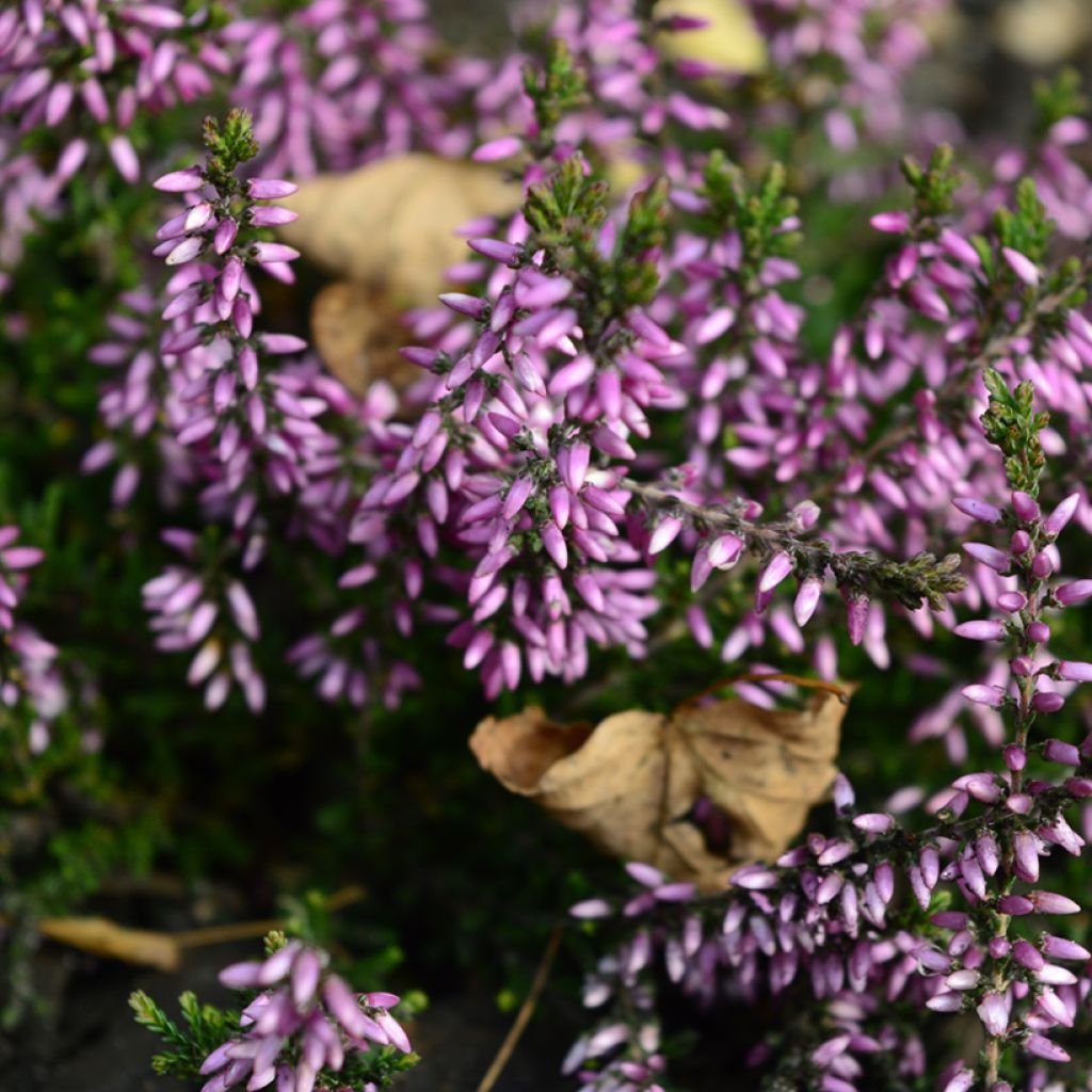 Calluna vulgaris Garden Girls Lena - Brecina