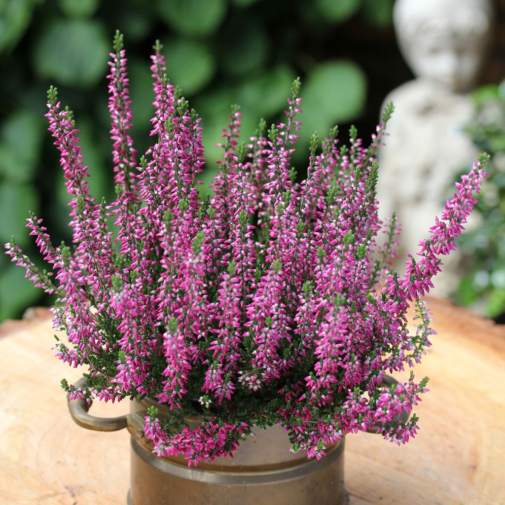 Calluna vulgaris Garden Girls Lilli - Brecina