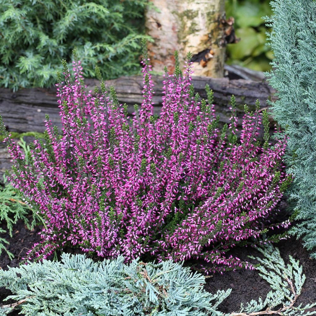 Calluna vulgaris Garden Girls Lilli - Brecina