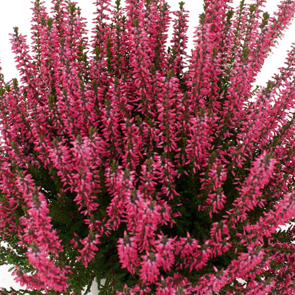 Calluna vulgaris Garden Girls Lioba - Brecina