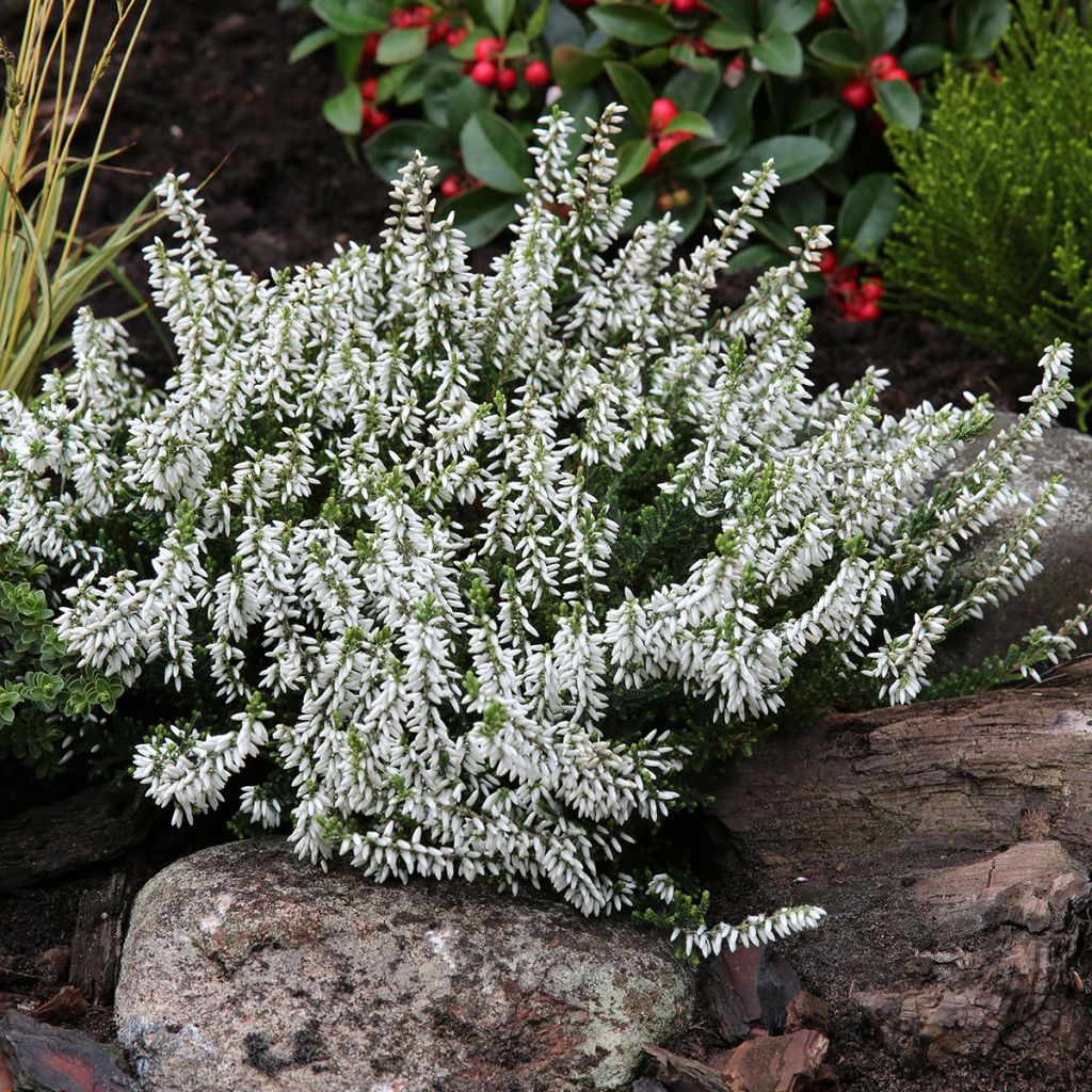 Calluna vulgaris Garden Girls Madonna - Brecina