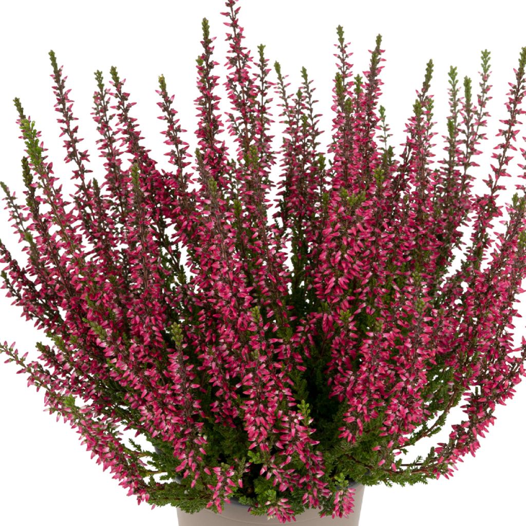 Calluna vulgaris Garden Girls Martina - Brecina