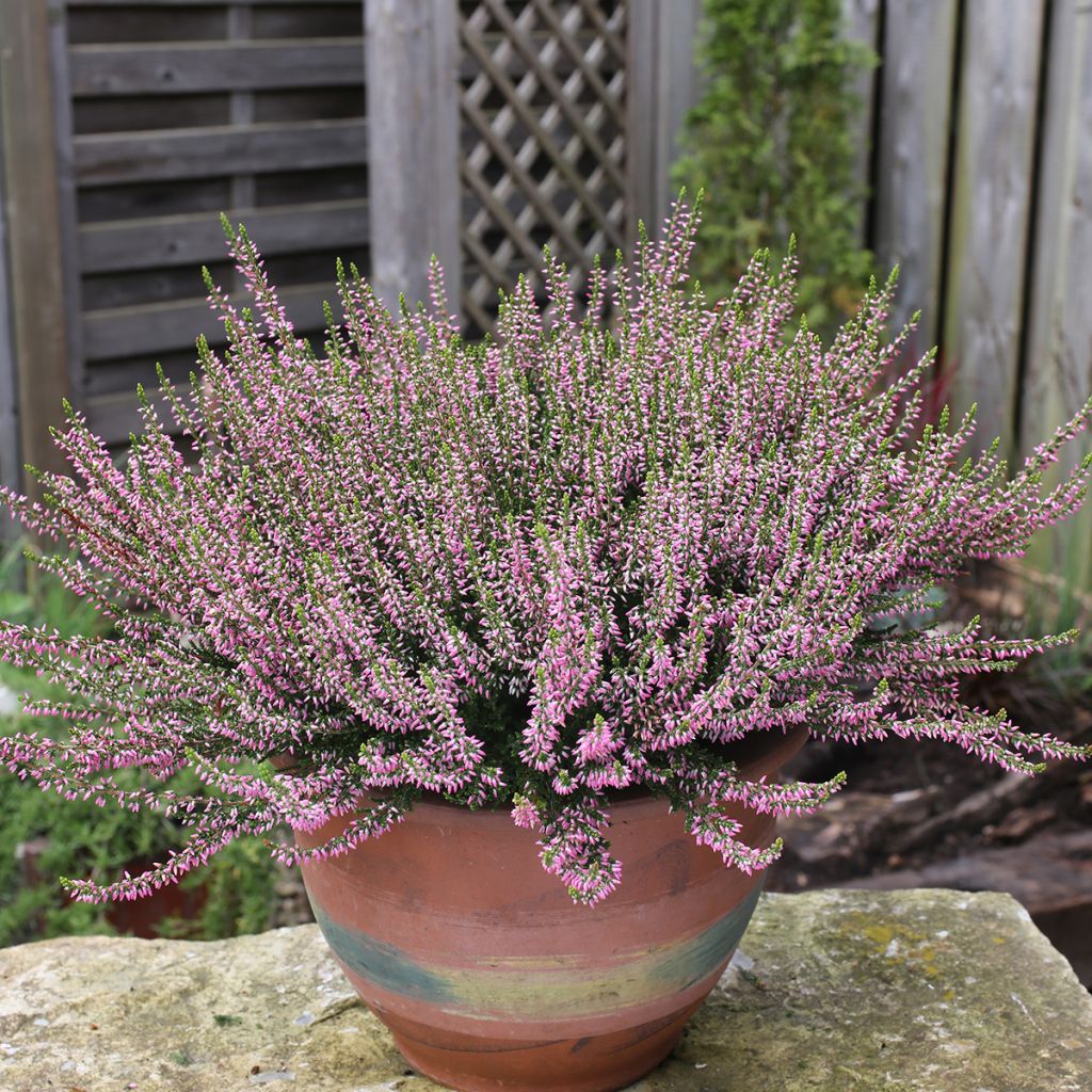 Calluna vulgaris Garden Girls Pink Angie - Brecina