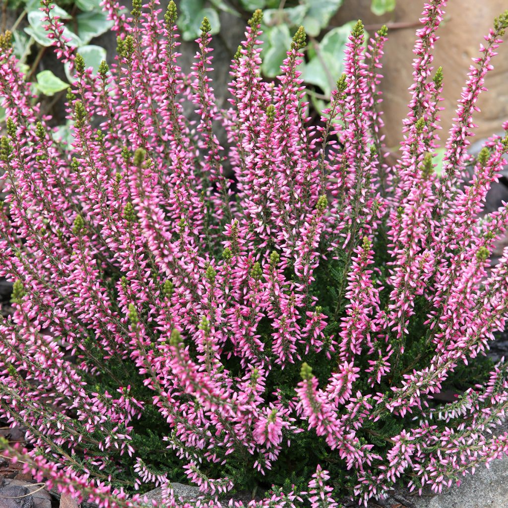 Calluna vulgaris Garden Girls Rosita - Brecina