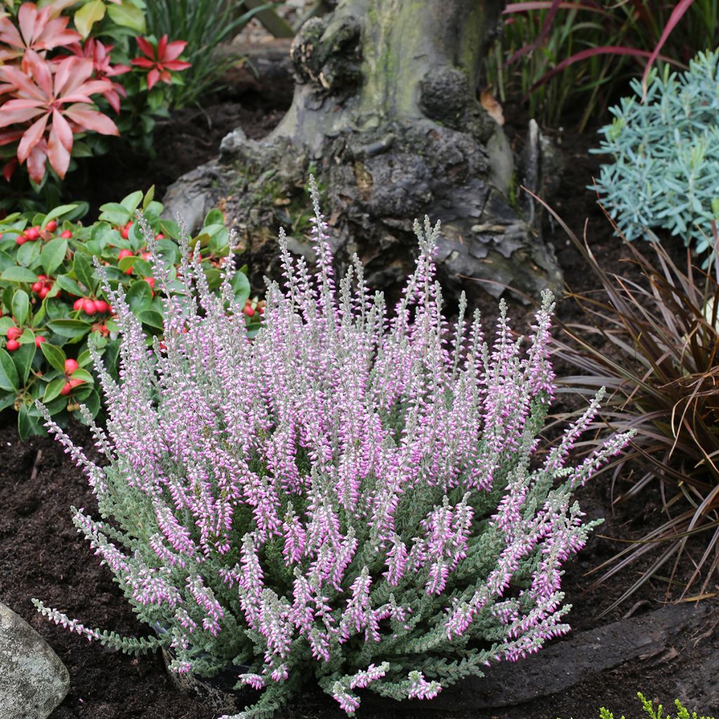 Calluna vulgaris Garden Girls Silvana - Brecina