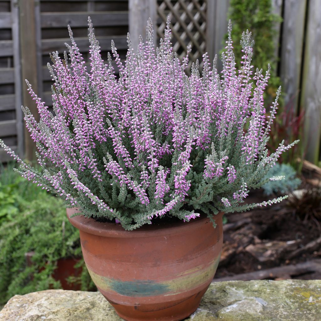 Calluna vulgaris Garden Girls Silvana - Brecina