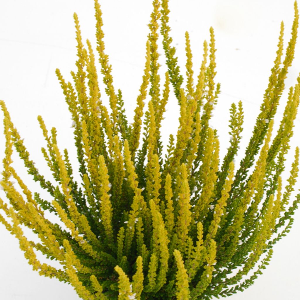 Calluna vulgaris Garden Girls Zelda - Brecina