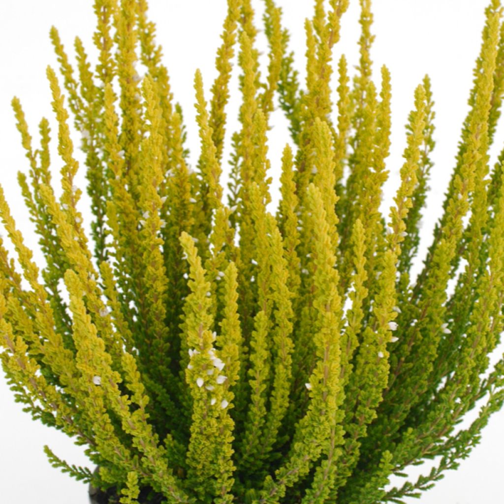 Calluna vulgaris Garden Girls Zelda - Brecina