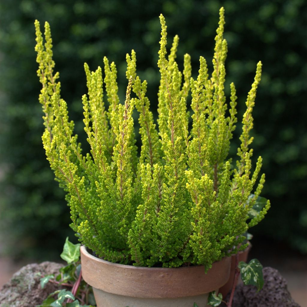 Calluna vulgaris Garden Girls Zeta - Brecina