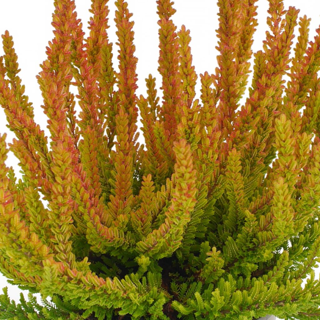 Calluna vulgaris Garden Girls Zoe - Brecina