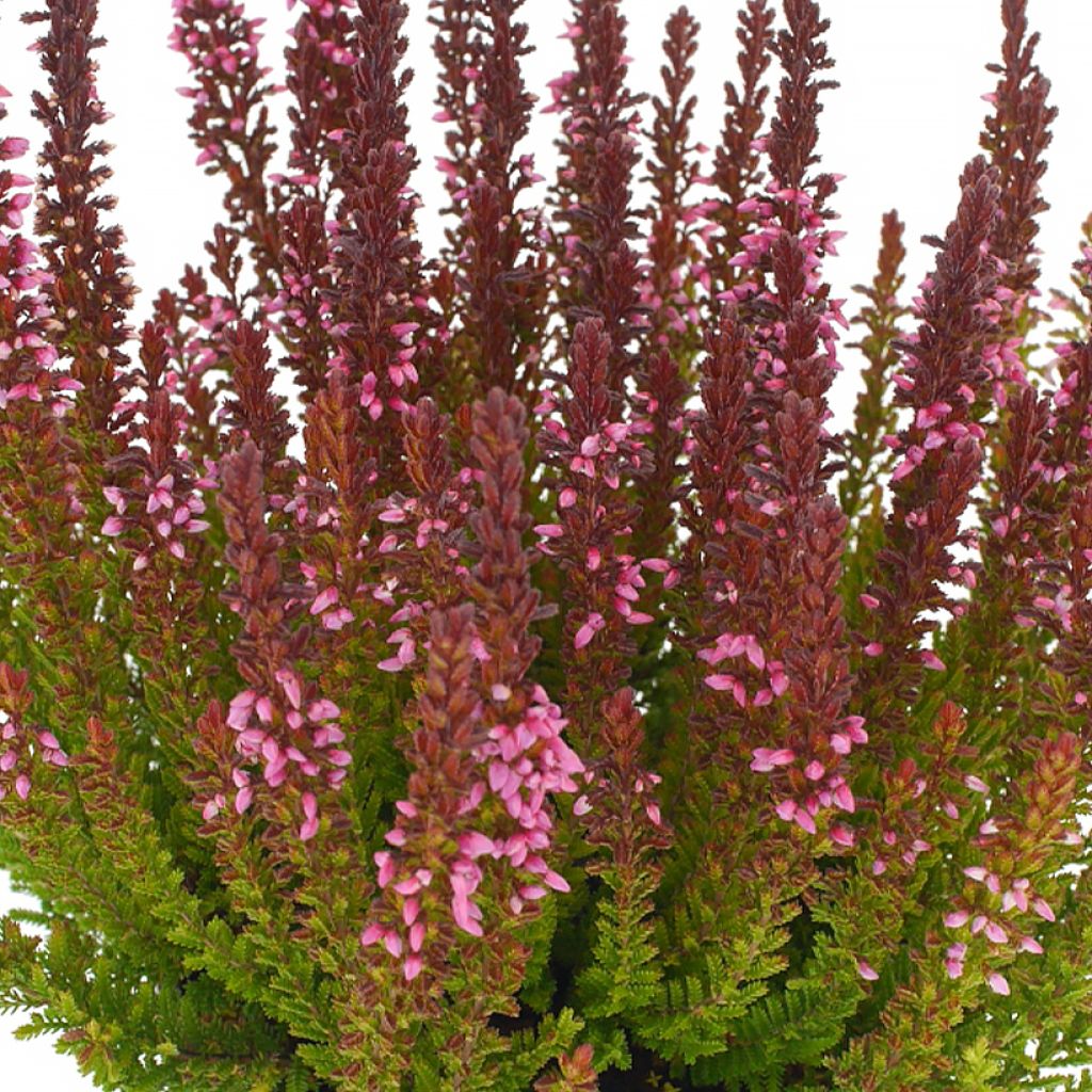 Calluna vulgaris Garden Girls Zorina - Brecina