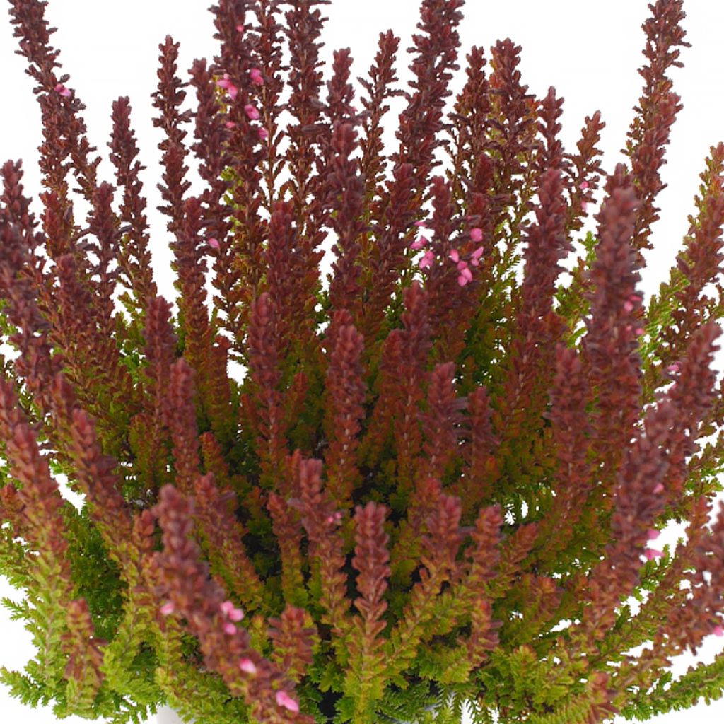 Calluna vulgaris Garden Girls Zorina - Brecina