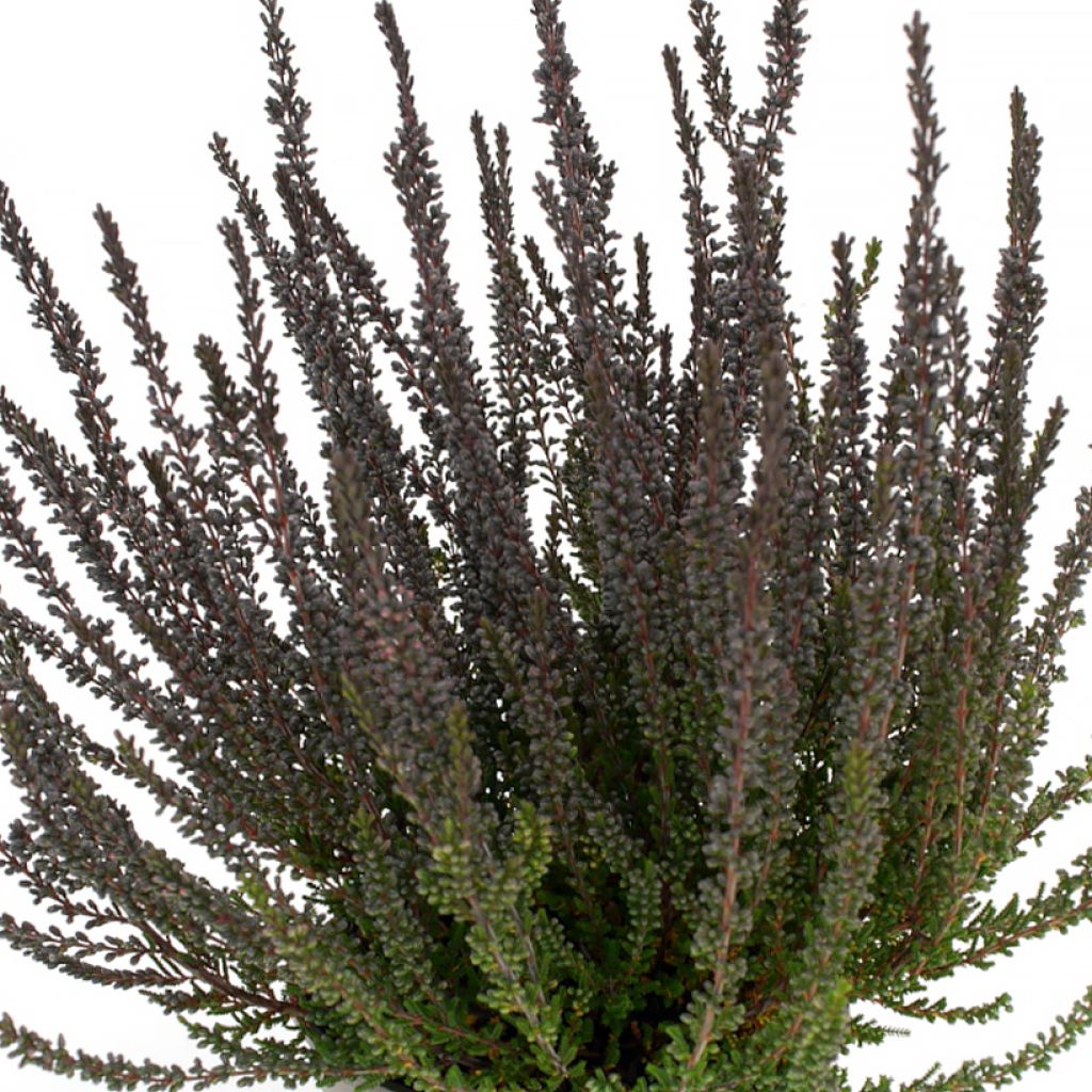 Calluna vulgaris Garden Girls Zulu - Brecina