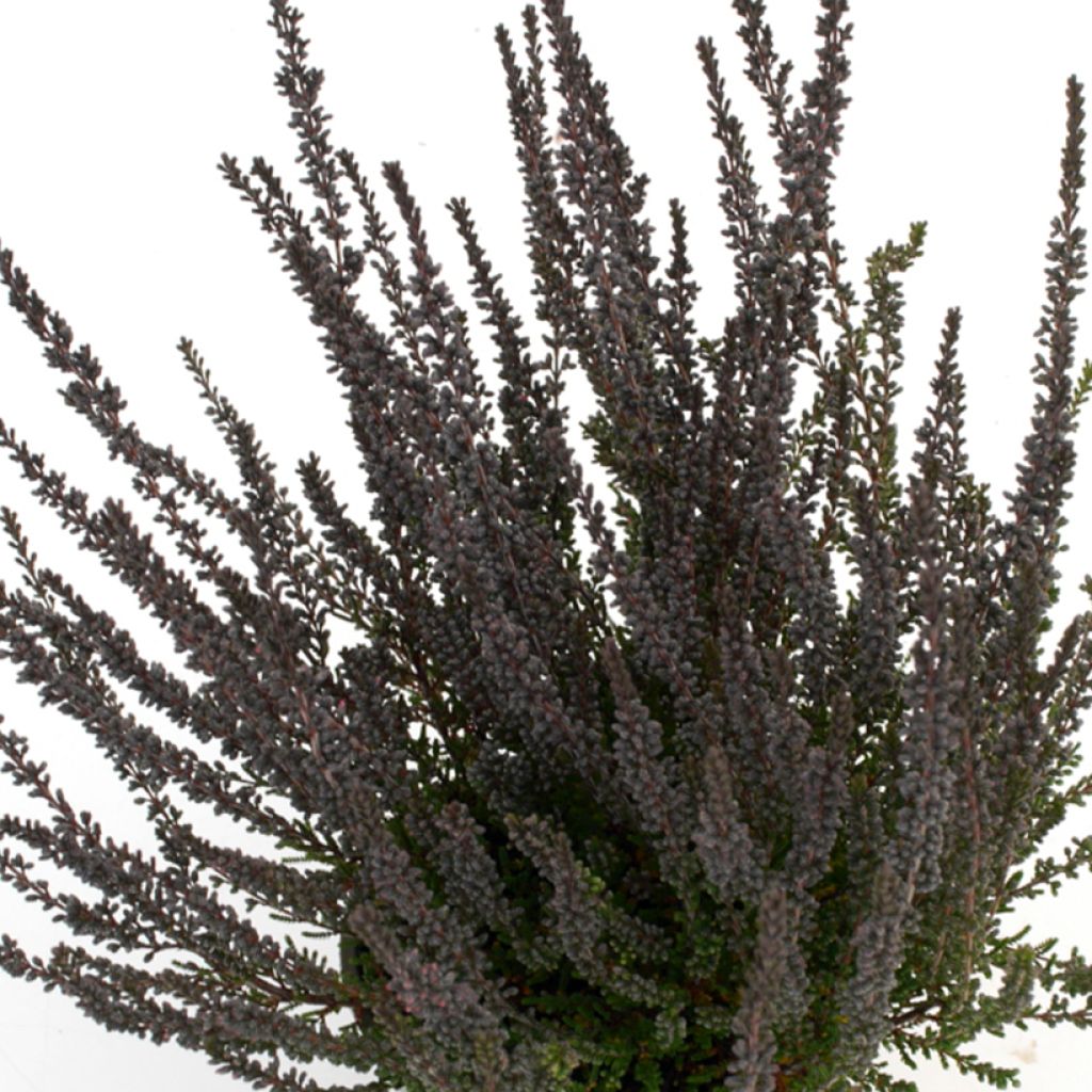 Calluna vulgaris Garden Girls Zulu - Brecina