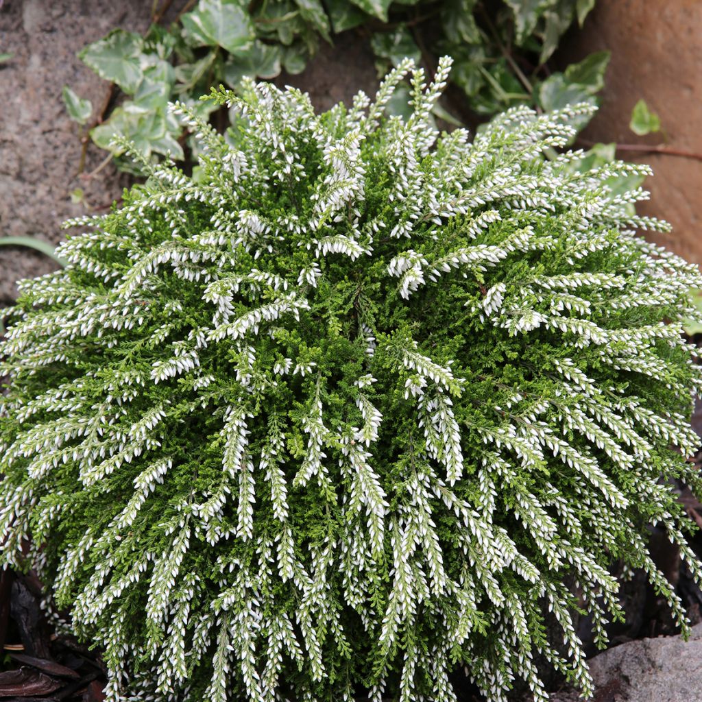 Calluna vulgaris Rasta Girls Claire - Brecina