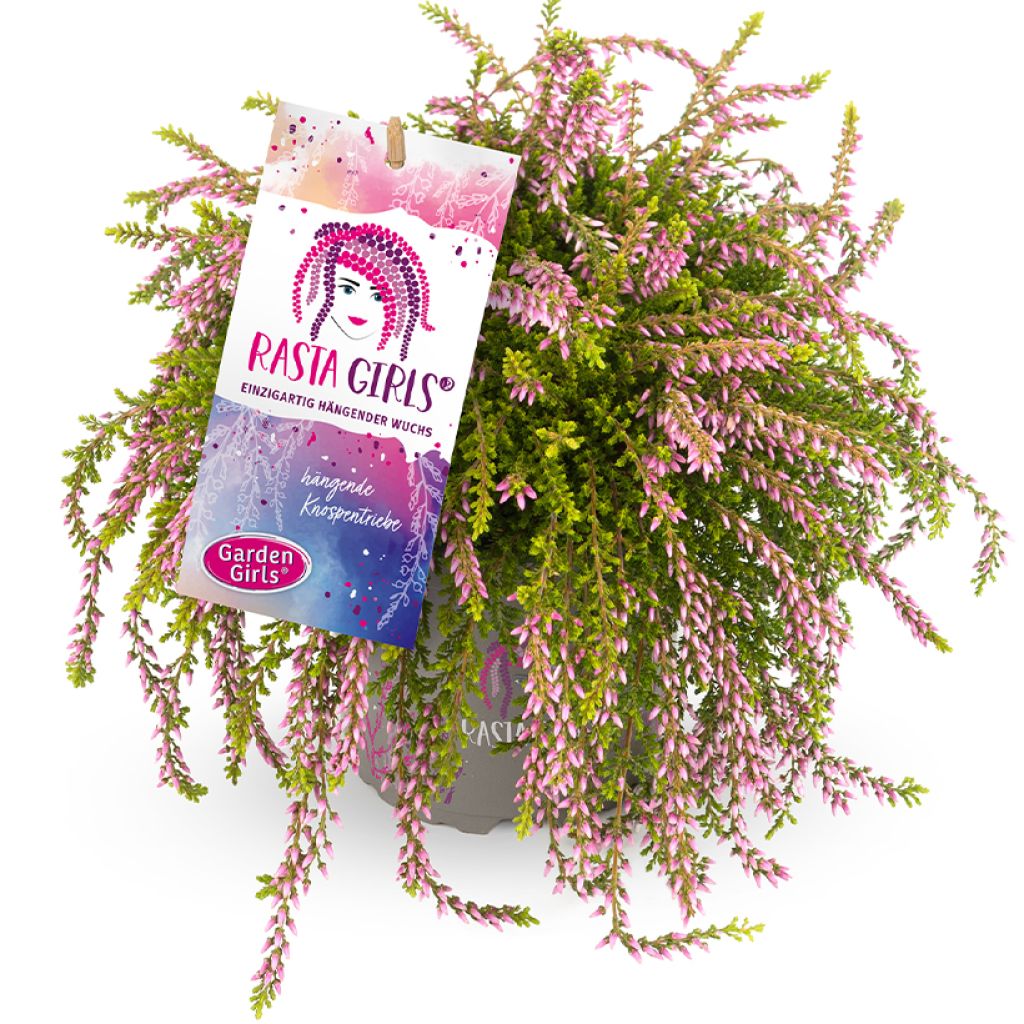 Calluna vulgaris Rasta Girls Rosa Claire - Brecina