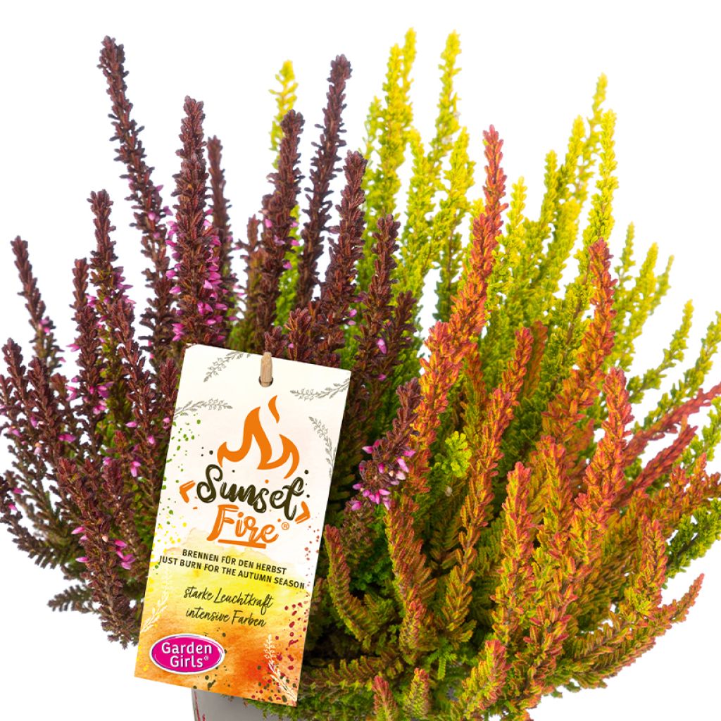 Calluna vulgaris Garden Girls Sunset Fire Trio - Brecina