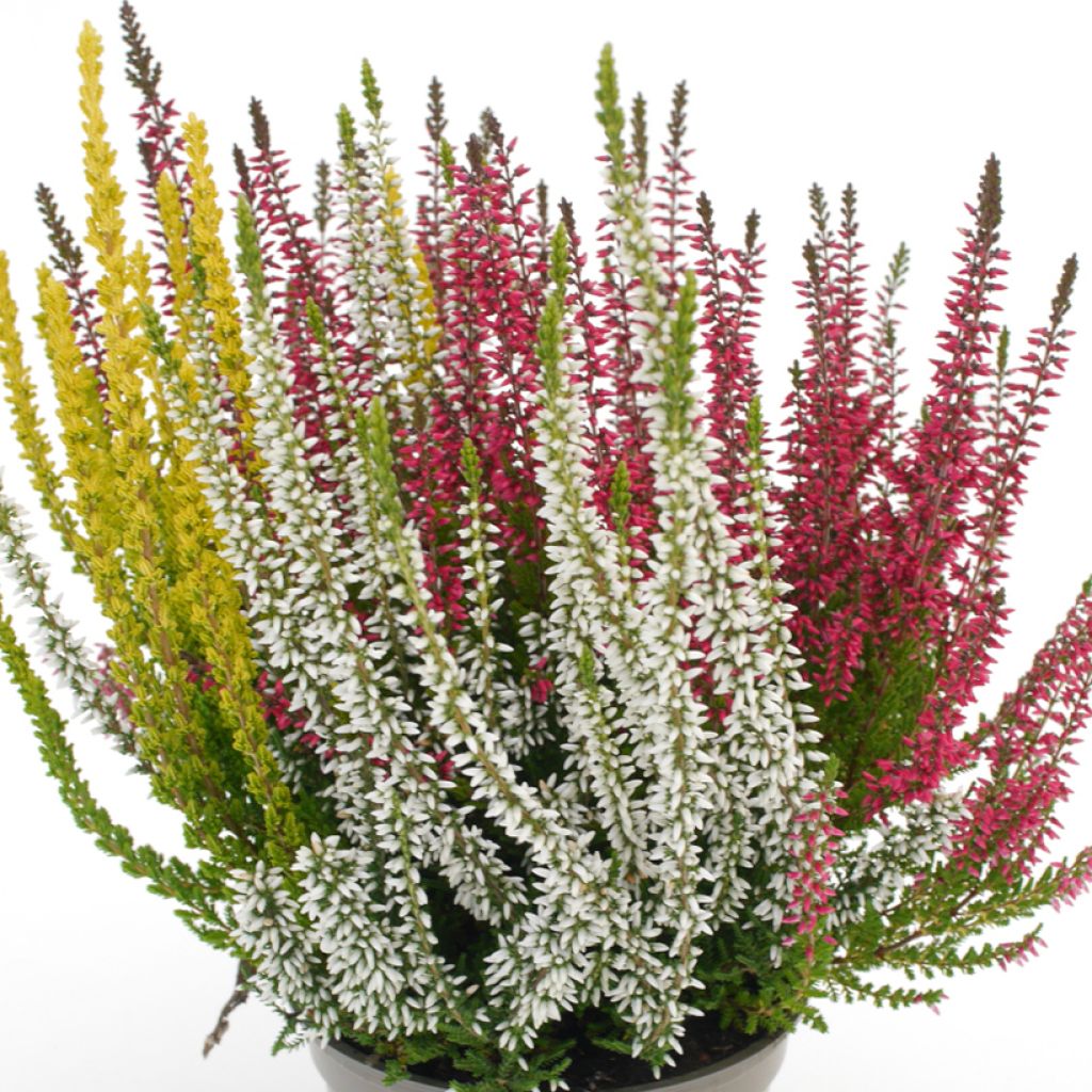 Calluna vulgaris Garden Girls Trio Mix - Brecina