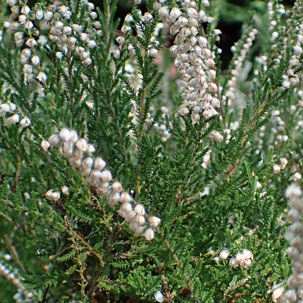 Bruyère d'été - Calluna vulgaris Alba