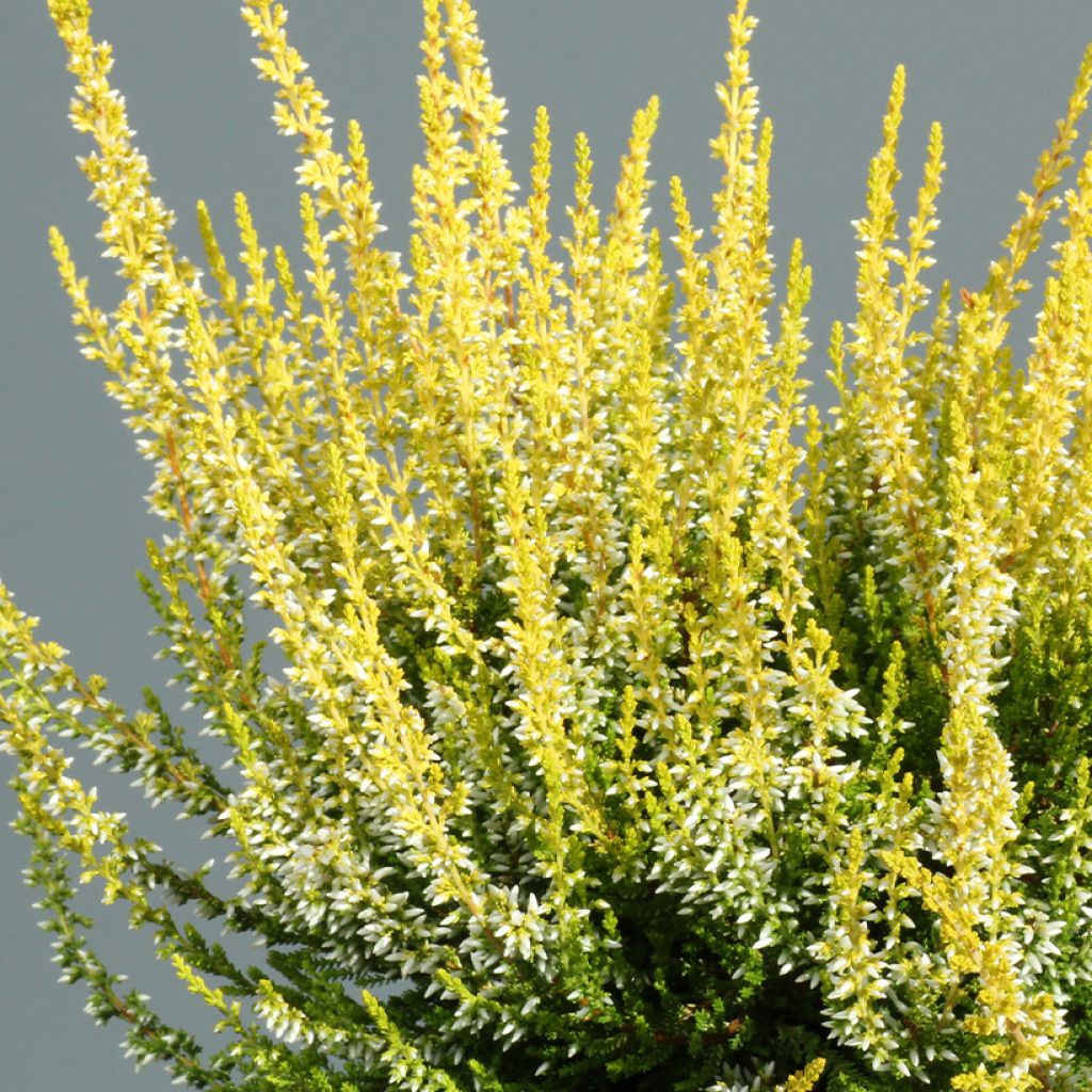 Calluna vulgaris Garden Girls Aurelia - Brecina