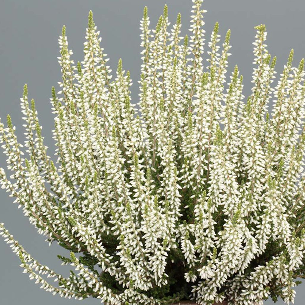 Calluna vulgaris Garden Girls Bettina - Brecina