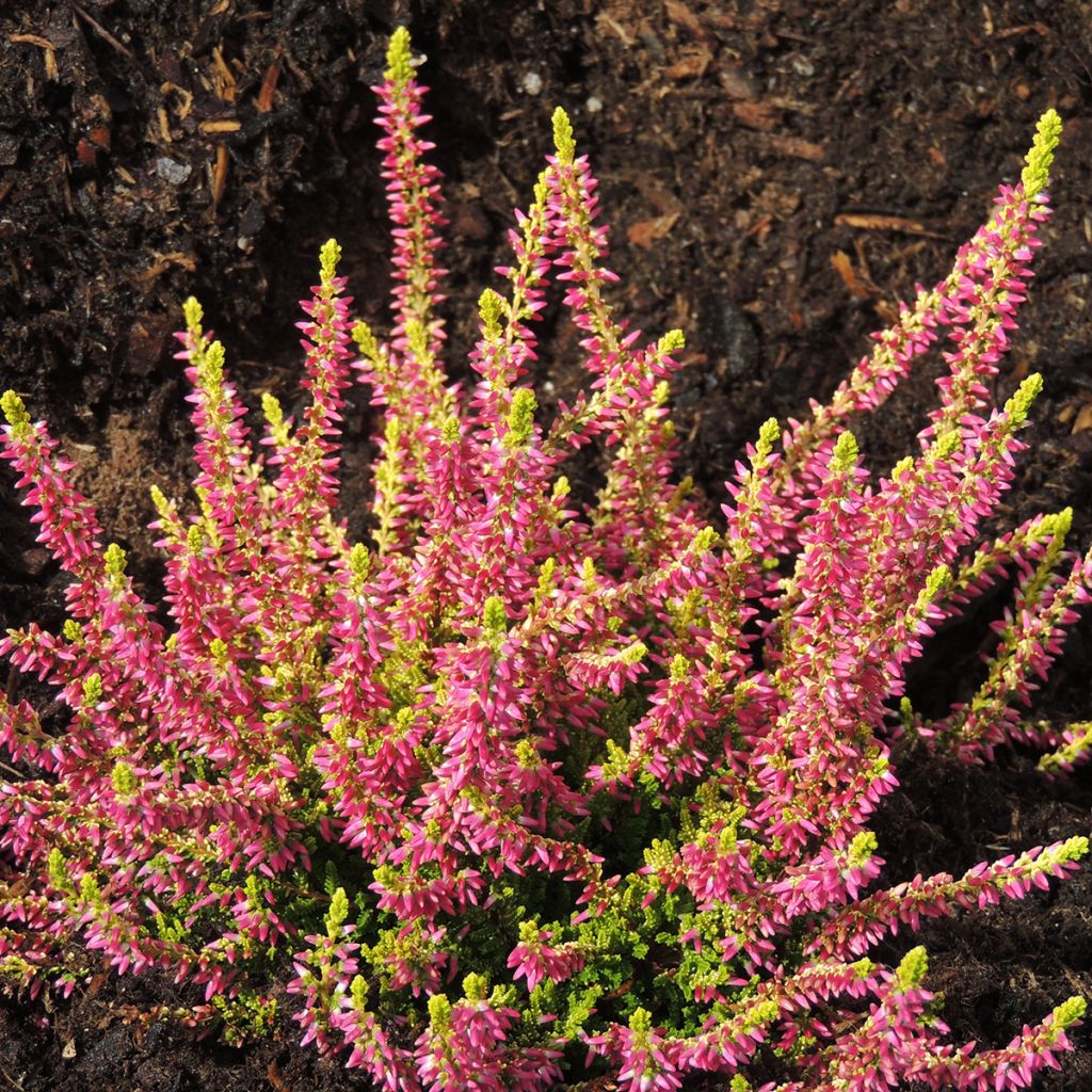 Calluna vulgaris Garden Girls Golden Angie - Brecina