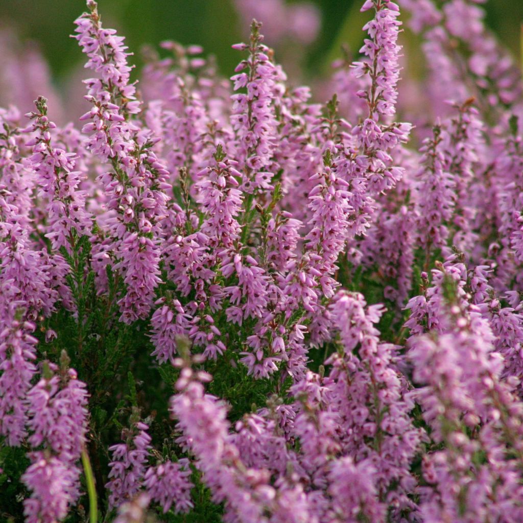 Bruyère d'été - Calluna vulgaris H.E Beale