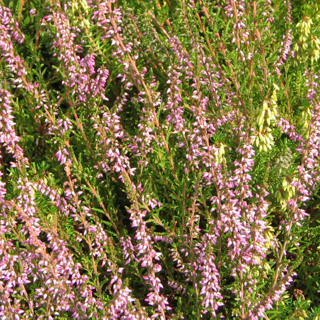 Calluna vulgaris Marleen - Brecina