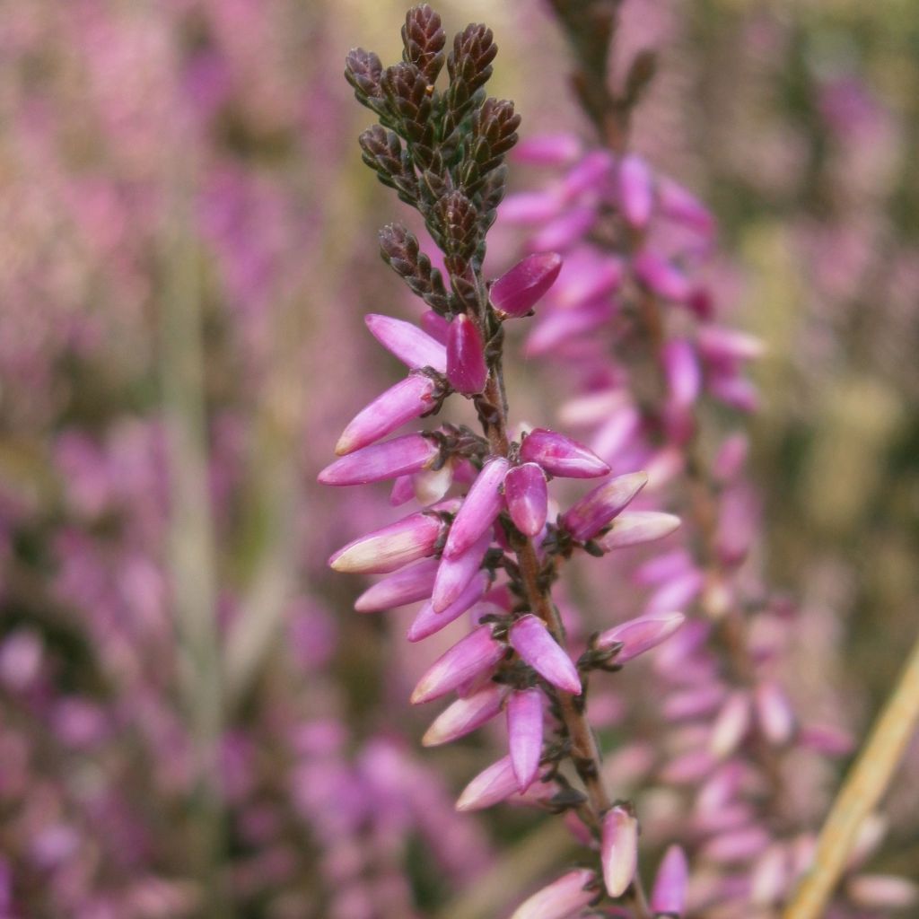 Calluna vulgaris Marleen - Brecina