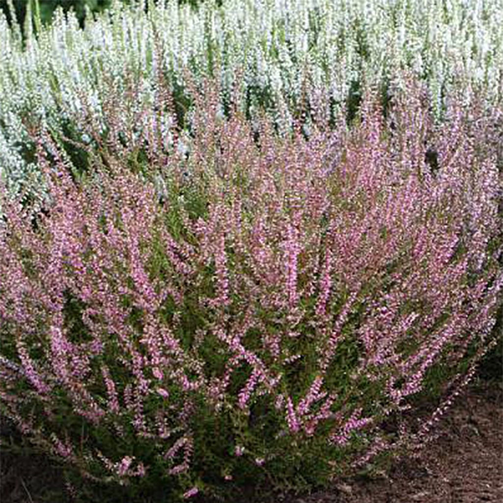 Bruyère d'été - Calluna vulgaris Marlies