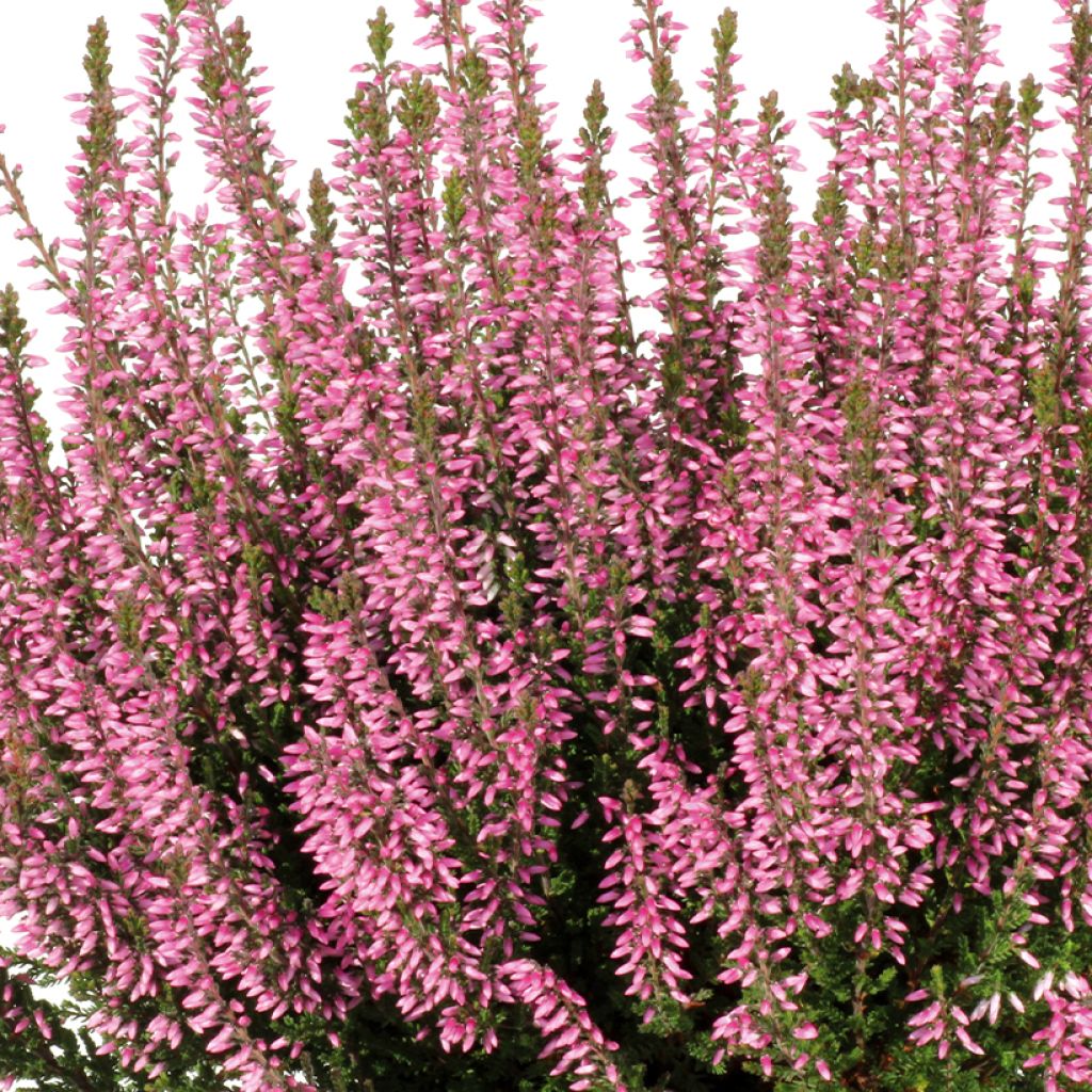 Calluna vulgaris Garden Girls Pink Bettina - Brecina