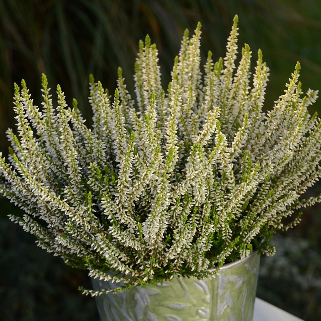 Calluna vulgaris Garden Girls Sarah - Brecina