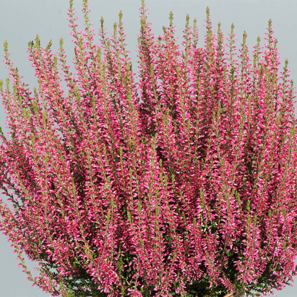 Calluna vulgaris Garden Girls Selma - Brecina