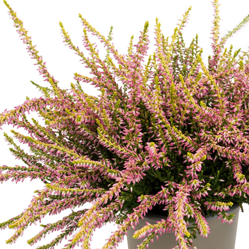 Calluna vulgaris Garden Girls Theresa - Brecina