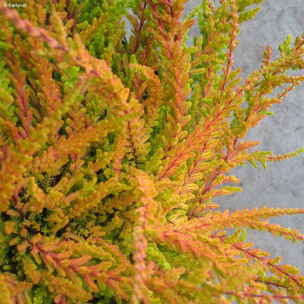 Bruyère d'été - Calluna vulgaris Wickwar Flame