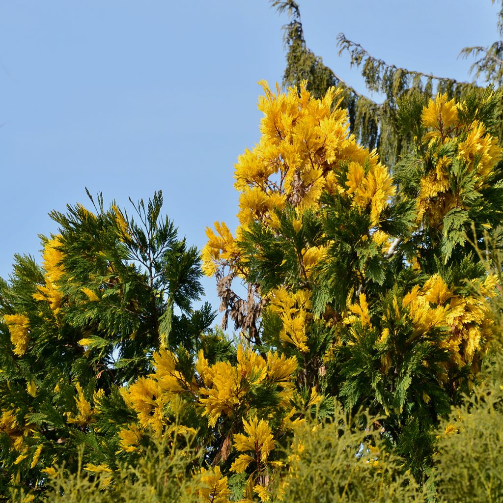 Calocedrus decurrens Aureovariegata - Libocedro