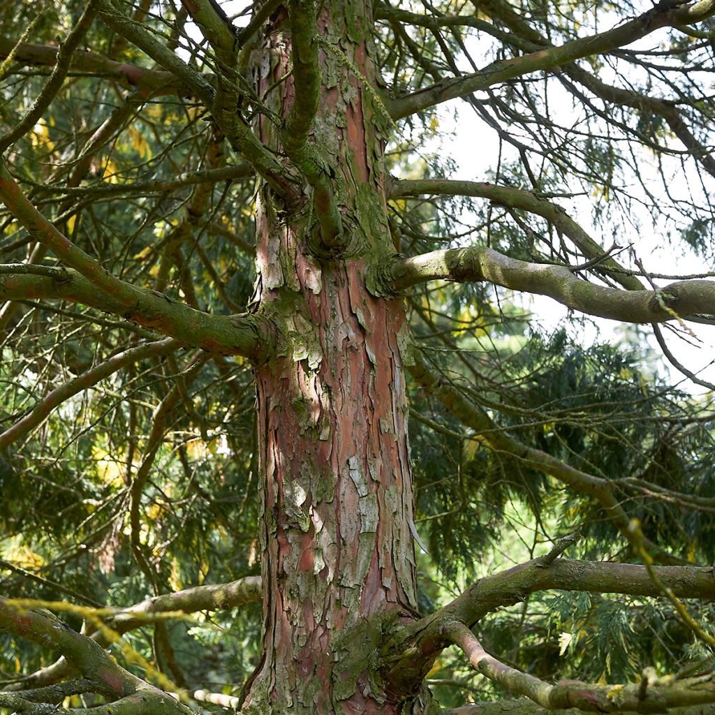 Calocedrus decurrens Aureovariegata - Libocedro