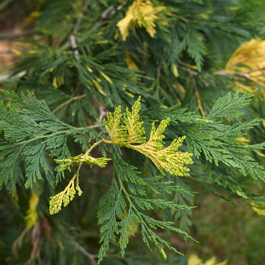 Calocedrus decurrens Aureovariegata - Libocedro